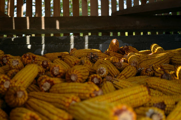 Corn in old storage