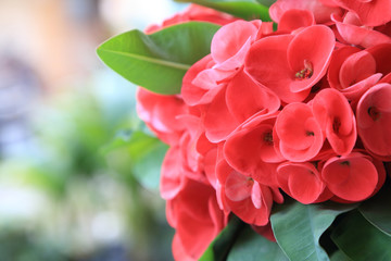 Close up of Red euphorbia milii or Crown of thorns flower.