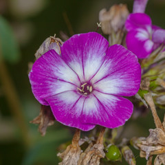 Fototapeta na wymiar Red flower Phlox