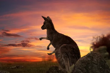 Deurstickers Kangoeroe Zonsondergang Kangaroo Australië