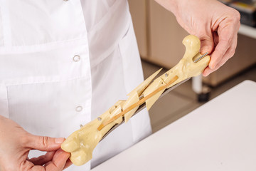 vet doctor holding a fake bone at vet clinic.