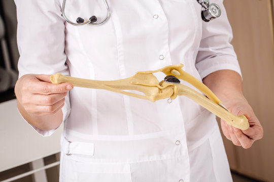 Vet Doctor Holding A Fake Bone At Vet Clinic.