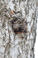 エゾリスの子供
