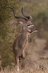 greater kudu, tragelaphus strepsiceros, Kruger national park, South Africa