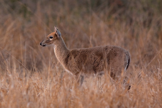 grey rhebok, grey rhebuck, pelea capreolus, Kruger national park, South Africa