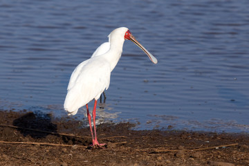 African spoonbill, platalea alba, South Africa, Kruger national park