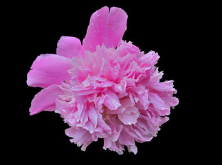 Flower of peony 12