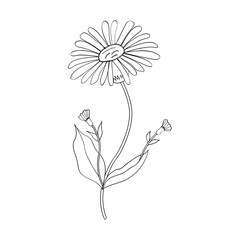  Arnica. Vintage medicinal herb sketch. Botanical plant illustration, isolated.