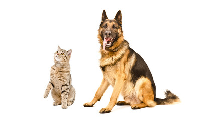Cat Scottish Straight and German Shepherd dog