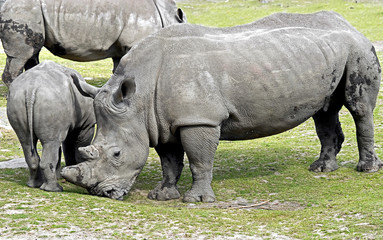 Fototapeta premium African rhinoceros. Latin name - Diceros bicornis 