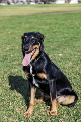 Beauceron with Australian Shepherd Dog Portrait in Park