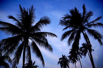 Fototapeta na wymiar Silhouette coconut palm tree on blue sky background.