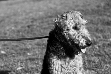 Airdale Terrier Dog Portrait
