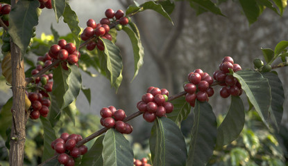 Coffee branchs