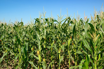 Maize stalks on the sky background.