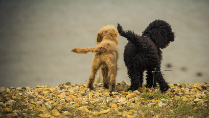 Jarvis and Cookie 4EVER