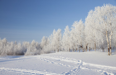 Winter landscape with snow covered trees  .