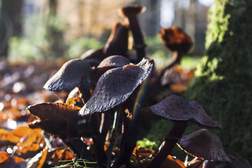 Pilze im Wald