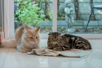 Big cat and small kitten sitting at home. Main coon and Scottish fold cat sit together in house