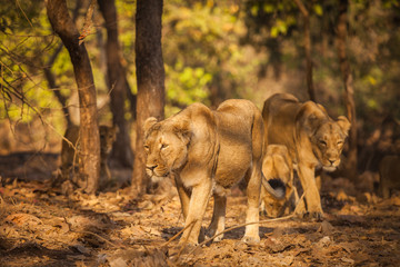 asiatic lion in wild