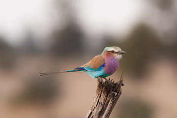  lilac-breasted roller, coracias caudatus, Kruger national park, South Africa