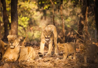 Store enrouleur Lion lion asiatique à l& 39 état sauvage