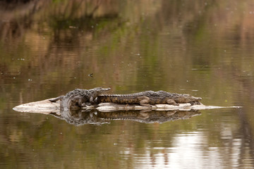 nile crocodile, crocodylus niloticus, Kruger national park, South Africa