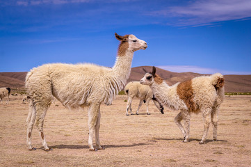 Fototapeta premium Flock of alpacas in Altiplano. Lamas and alpacas are very popular in Bolivia and Peru for their wool and meat