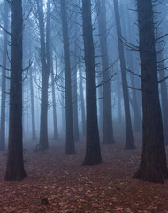 Obraz premium Las pokryty mgłą w niesamowity zimowy dzień w górach Sintra w Portugalii