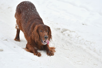 Dog breed Irish Red setter plays the winter walk