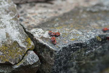 red beetles on a stone