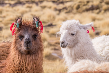 Portrait of alpacas with colorful decoration in Altiplano. Lamas and alpacas are very popular in Bolivia and Peru for their wool and meat