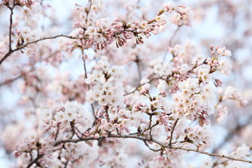 桜の花