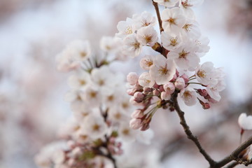 桜の花