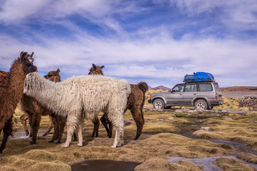 Flock of alpacas in Altiplano next to a 4x4 vehicle. Lamas and alpacas are very popular in Bolivia and Peru for their wool and meat © Julian Peters Photos