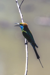 Sri Lanka National Park