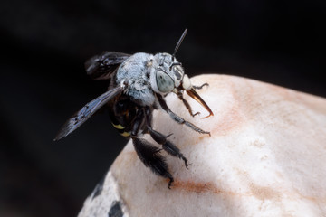 Megachilidae or Leafcutter bee