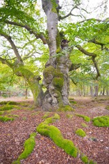 Uralte Hutebuche, Naturdenkmal Hutewald 