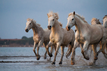Obraz na płótnie Canvas Horses running free in Camargue - Southern France