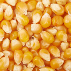 Surface coated with corn kernels