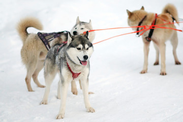 Husky sled in the winter in the bundle. Siberian dogs driven sleigh people in the North. Animals active dog sports at work. 