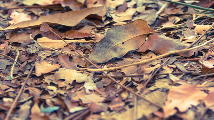 The fallen leaves