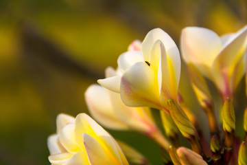 Plumeria flowers white, yellow