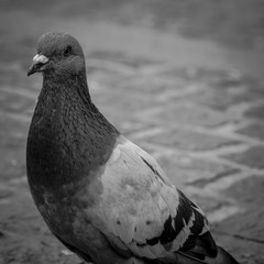 Pigeon eyeful