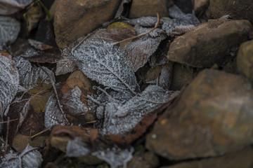 Frozen leaves background