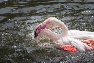 Flamingo
