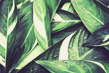 Fototapeta na wymiar Wet Fresh tropical Green leaves background , vintage color tone