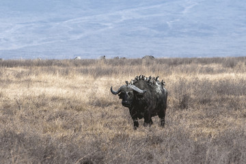 Ngoro-ngoro