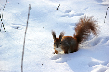 Cute fluffy squirrel eating nuts in the winter forest.