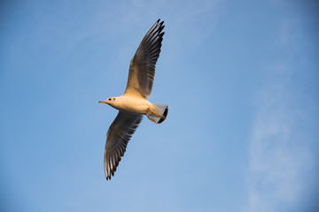 a soaring sea gull